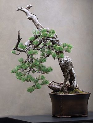 8 Ryan Neil’s Limber Pine (Pinus flexilis) in Ron Lang’s container at LAB Session 3. Photo: Timothy Aguero for the Pacific Bonsai Museum.
