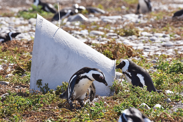 5 A penguin pair investigates a newly placed nest. 