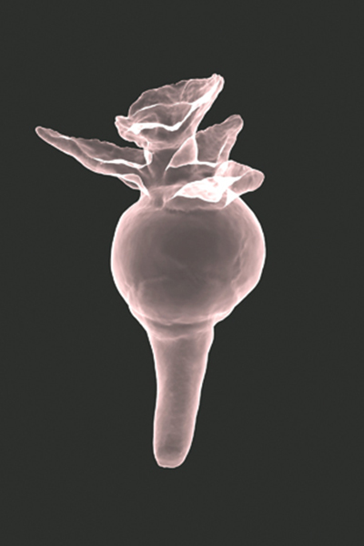 9 Grace Nickel’s Erbium Plume, 19 in. (48 cm) in height, inkjet print, 2019.