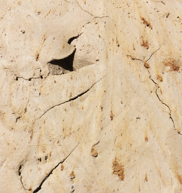 3 Virginia Miocene marine clay.