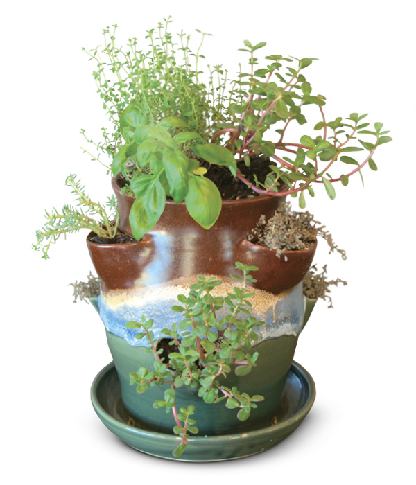 Sumi von Dassow’s herb planter, 10 in. (25.4 cm) in height, wheel-thrown white stoneware, fired in oxidation to cone 6. Shown planted with basil, thyme, creeping thyme, and purslane.