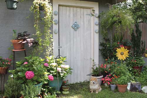 Cynthia Giachetti's pomeranian Cody poses outside her ceramics studio.