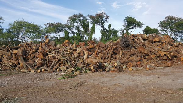 3 Free wood at the city dump.