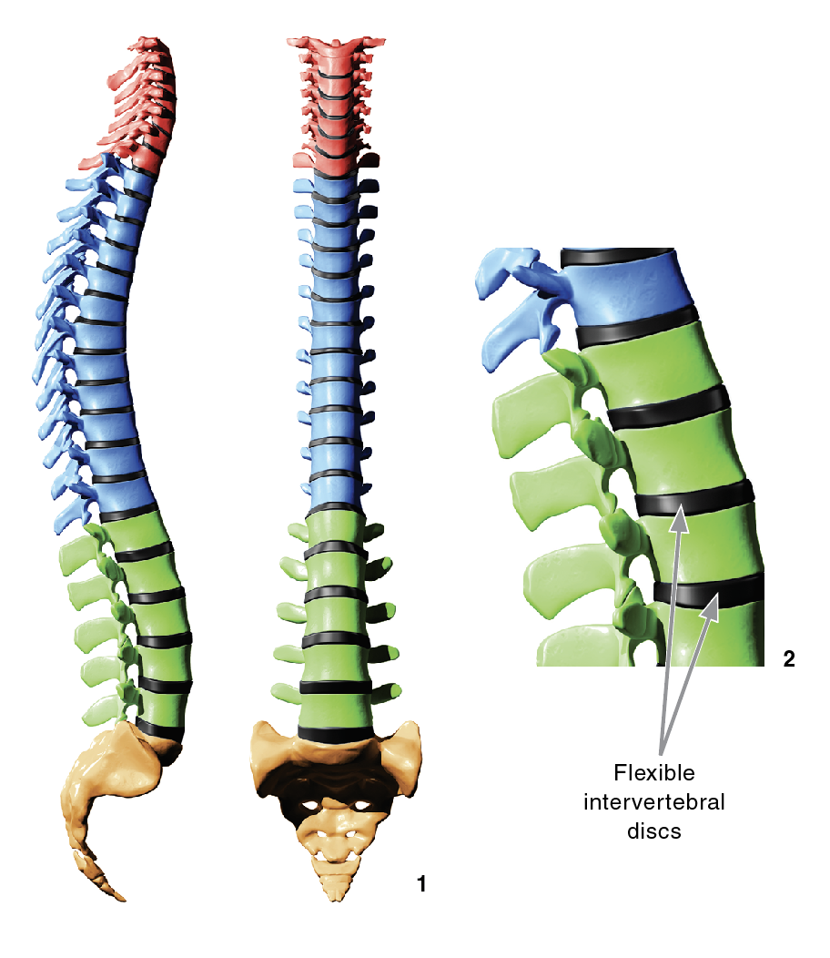 1 A spine in neutral position has an S curve from the top of the neck down to the tailbone when viewed from the side. Viewed from the front, the vertebrae are stacked directly on top of one another. This position promotes optimal nerve function and blood flow. 2 In neutral spine position, the flexible intervertebral discs provide cushioning for each vertebrae, placing the least amount of stress on the body. 