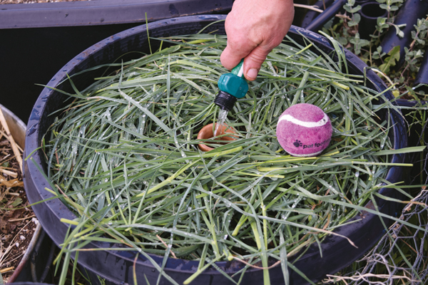 9 Mulch, water, and fill the olla. Water daily until the seeds sprout. After that, you can just keep the olla filled.