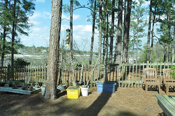 1 Collected Bald Cypress waiting to be potted. Photo: Ron Lang.