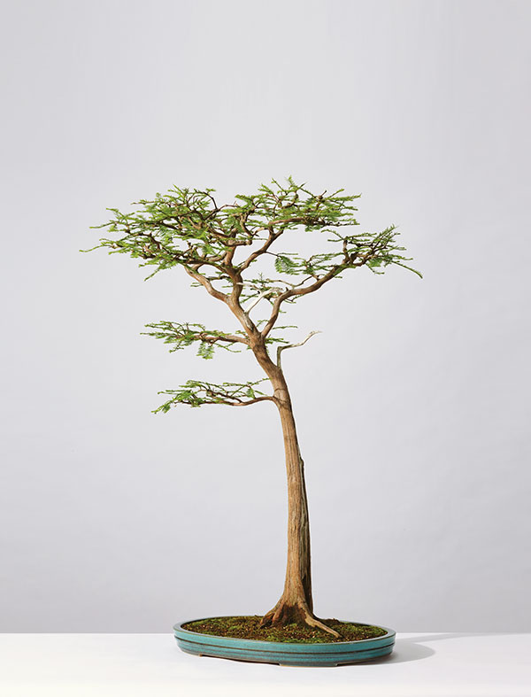Bald Cypress bonsai in Vaughn Banting’s ceramic container at the Pacific Bonsai Museum. Photo: Chris Hornbecker for Pacific Bonsai Museum.