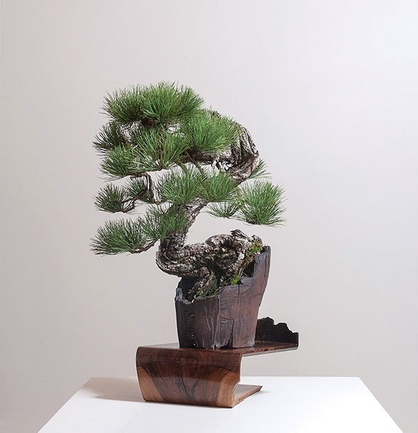 2 Sharon Edwards-Russell’s bonsai container; Ponderosa Pine (Pinus ponderosa) styled by Ryan Neil; Austin Heitzman’s walnut stand. Photo: Bonsai Mirai.